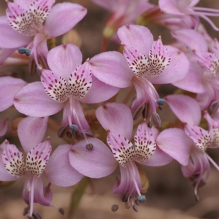 Alstroemeria revoluta